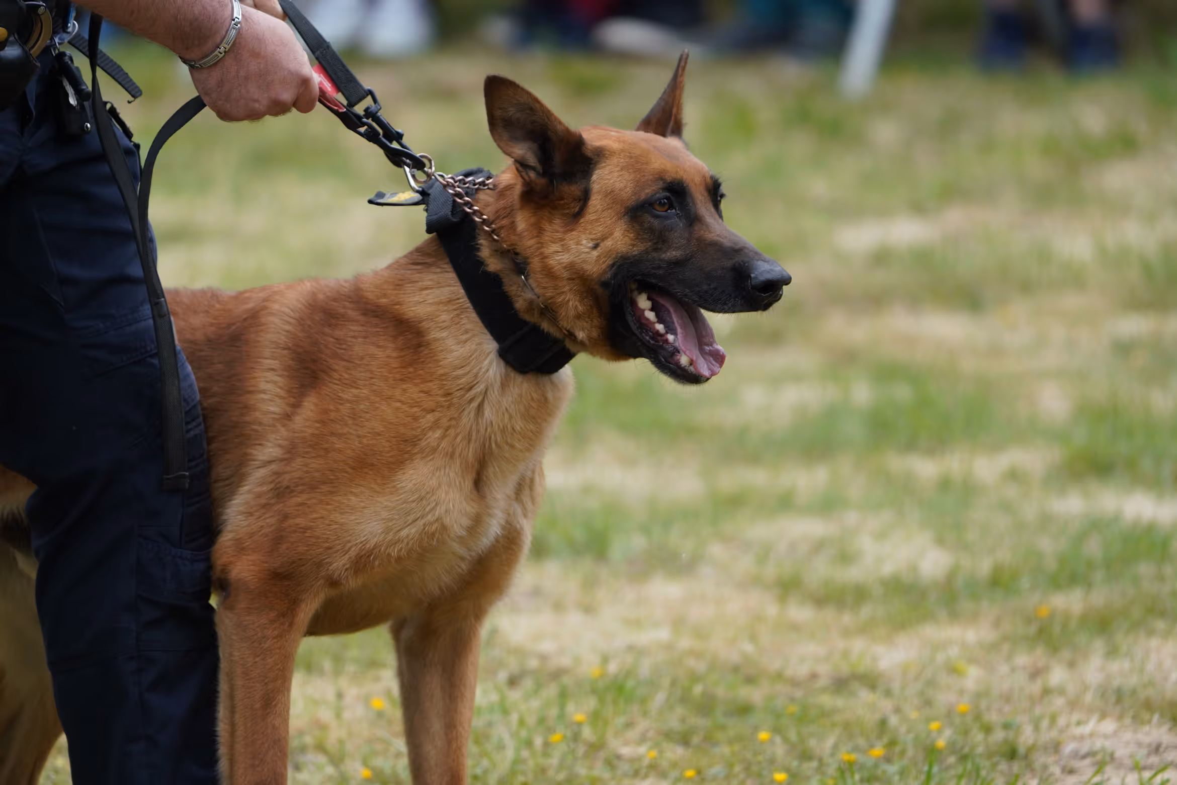 A K9 dog. 